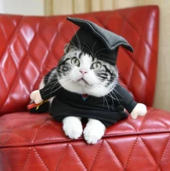 Decor Haustierzubehör-Haustier-Professor-Kostüm – Süßes Tierlehrer-Outfit