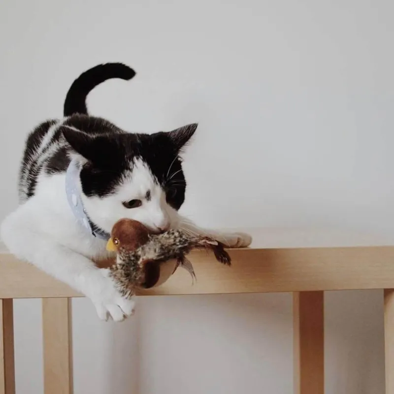 TailTrend Haustierspielzeug-Interaktives Vogel-Katzenspielzeug – Teaser für neugierige Katzen