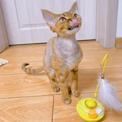 TailTrend Haustierspielzeug-3-in-1-Wackelspielzeug für Kinder – Interaktive Spielhilfe für Spaß und Entwicklung