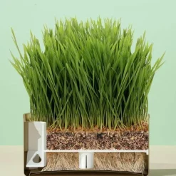 TailTrend Haustierspielzeug-Natürliche Katzengras-Leckerlis - Gesunde Snacks aus der Dose für Katzen