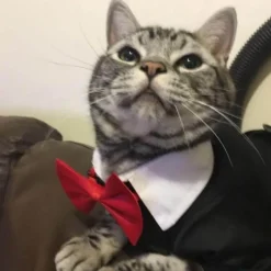 Decor Haustierzubehör-Niedliches Tierkostüm für Haustiere – Entzückendes Outfit für Hunde und Katzen