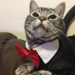 Decor Haustierzubehör-Niedliches Tierkostüm für Haustiere – Entzückendes Outfit für Hunde und Katzen