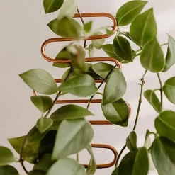 Cozy Living Heimwerkzeuge-Nordic Climbing Pflanzenständer - Indoor Outdoor Unterstützung für Weinreben