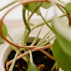 Cozy Living Heimwerkzeuge-Nordic Climbing Pflanzenständer - Indoor Outdoor Unterstützung für Weinreben