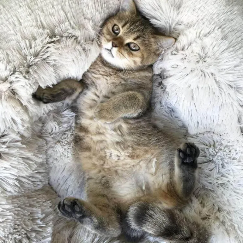 Decor Haustierzubehör|Haustierbetten-Pet Lounge Sitzsackbett – Weiches, bequemes Haustiermöbel