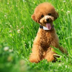 Decor Haustierzubehör-Wasserdichtes GPS-Tracker-Halsband für Haustiere – Standort-Tracker für Hunde und Katzen